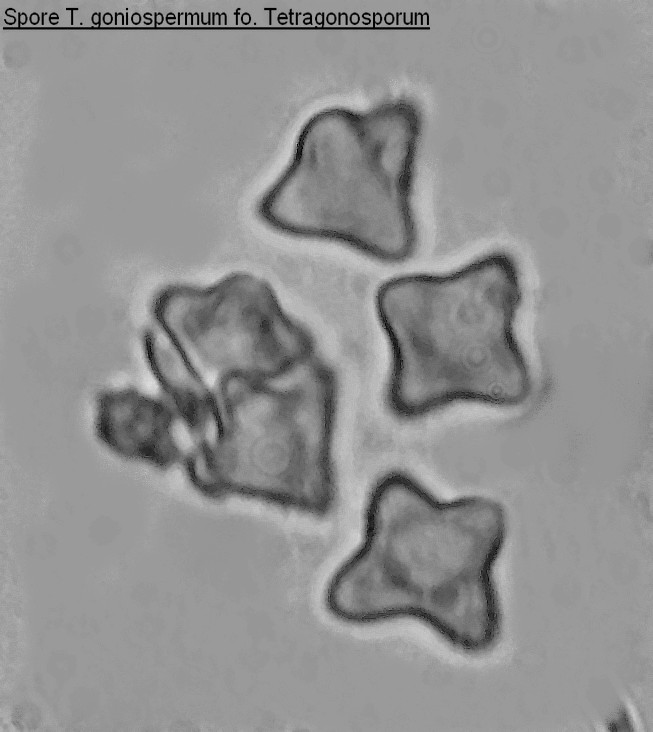 Morfologia delle spore